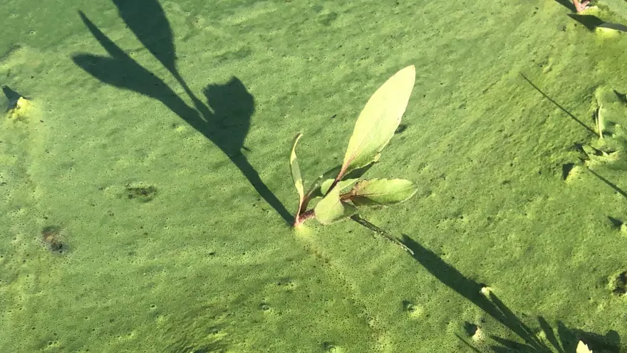 Kars Gölü yeşile büründü 4