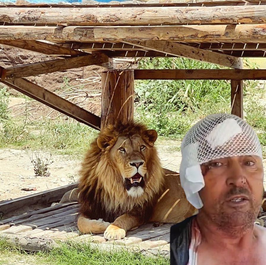 Manavgat'ta firari aslanla boğuşan adam anlattı: Bir anda üstüme çöktü