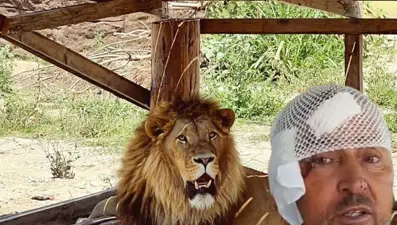 Manavgat'ta firari aslanla boğuşan adam anlattı: Bir anda üstüme çöktü