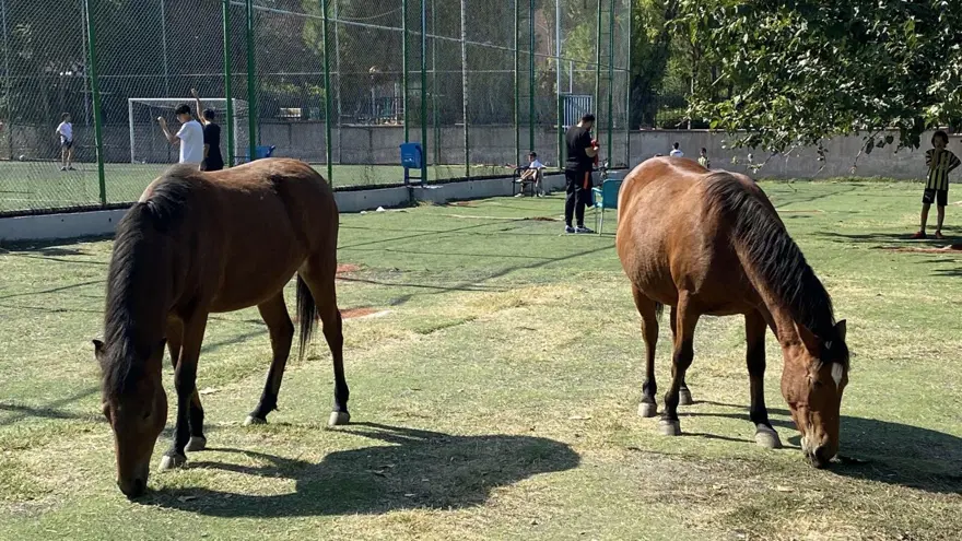Yılkı atları şehre indi 6