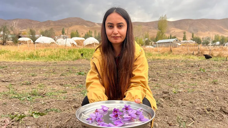 Dünyanın en pahalısı, kilosu 600 bin TL: 6 yıl önce deneme amaçlı ekilmişti 2