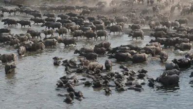 Afrika Serengeti Parkı değil Balıkesir Ovası