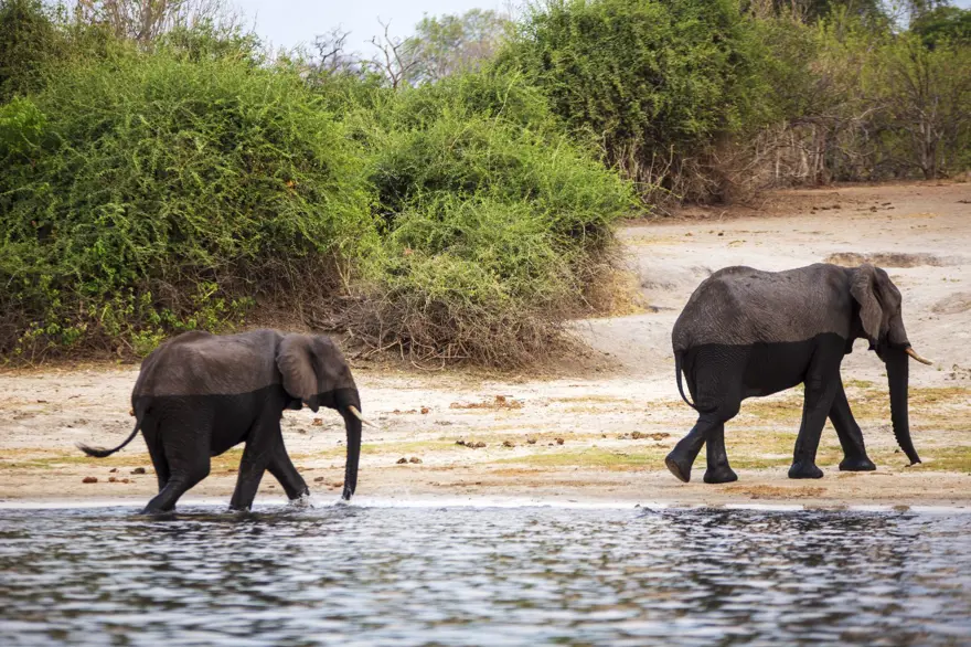 Afrika'nın fil cenneti: Chobe Ulusal Parkı 8