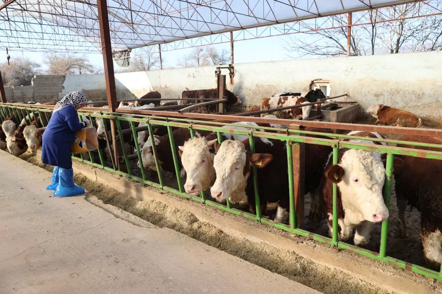 7 yıl önce 1 inekle hobi olarak başladı: 61 yaşındaki kadın  sayıyı 780 çıkardı, çiftlik kurdu 5