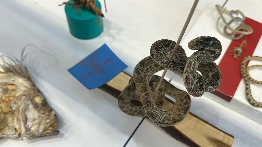 Ailesiyle birlikte 5 bine yakın fosil topladı: 12 yaşında müze kurdu 2 Ailesiyle birlikte 5 bine yakın fosil topladı: 12 yaşında müze kurdu 2