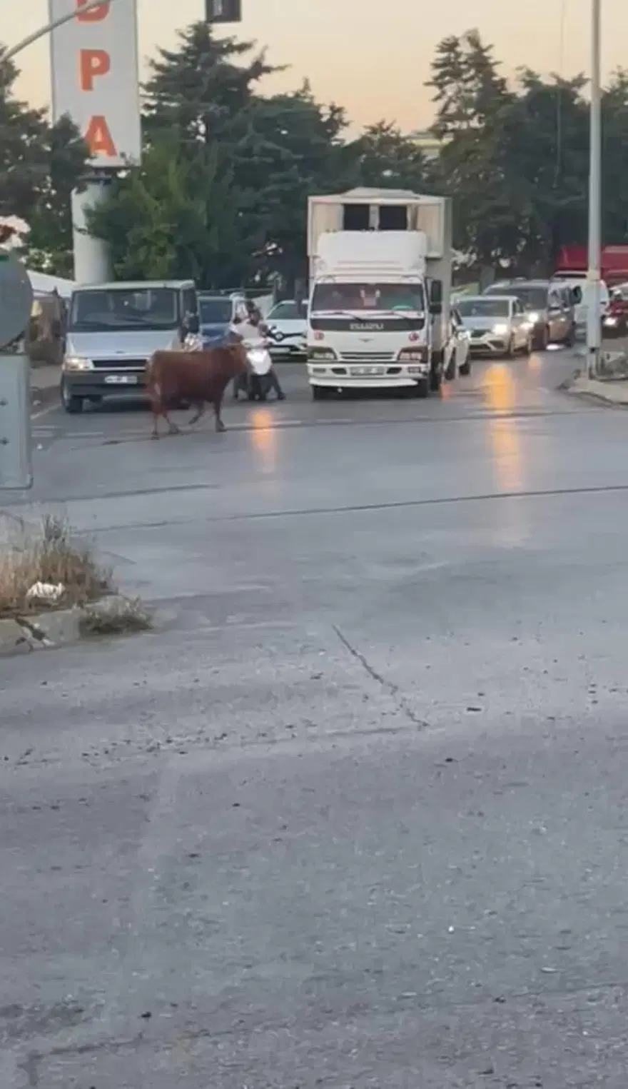 İstanbul’da kaçan dana ortalığı birbirine kattı: Motosikleteboynuz attı, sürücüsü son anda kurtuldu 