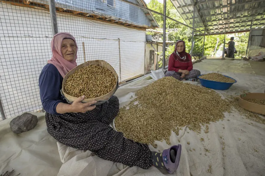 Coğrafi işaretli "Ulukale Dutu" geçim kaynağı oldu! Güneşin karşısında kurutuluyor, elekten geçirilerek hazırlanıyor 9