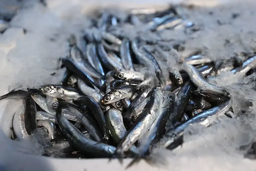 Omega-3 ve protein bombası: Bu sene kasa kasa çıkıyor, fiyatı düştü ilgi fazla 