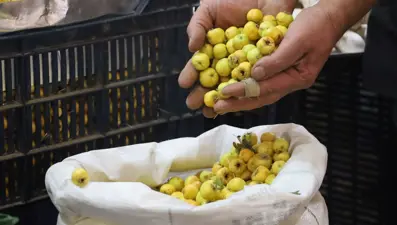 Dalından tek tek toplanmaya başladı: "Kalp dostu" tezgahta yerini aldı