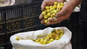 Dalından tek tek toplanmaya başladı: "Kalp dostu" tezgahta yerini aldı