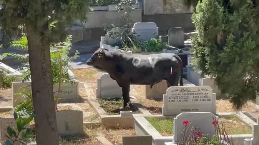 İstanbul’da boğa mezarlığa daldı: 2 yaralı 1