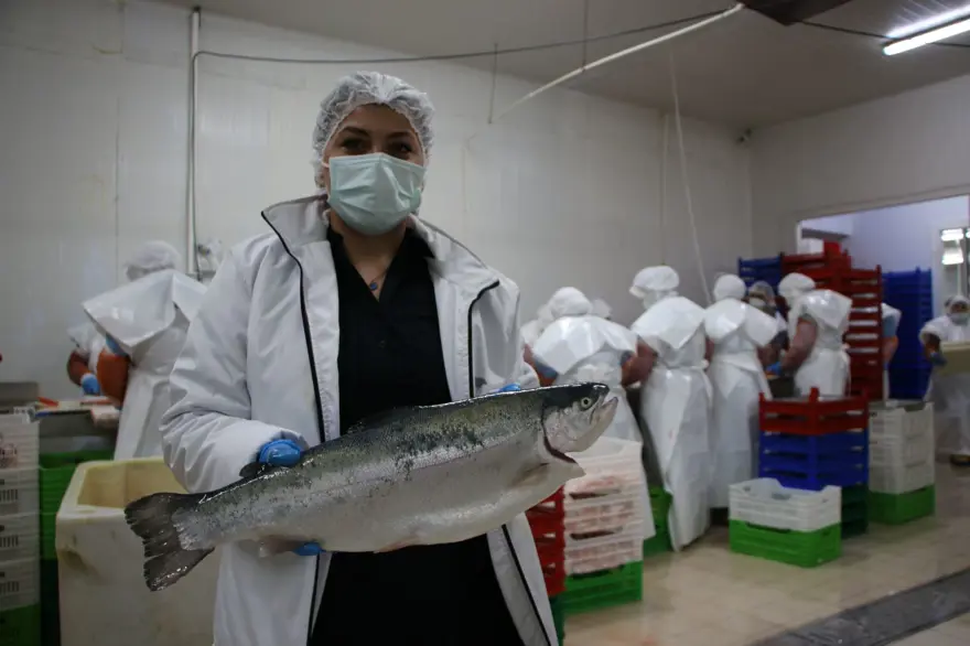 Elazığ'dan dünyaya Türk Somonu 8