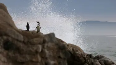 Penguen helikopter düşürdü: Kazanın raporu ortaya çıktı