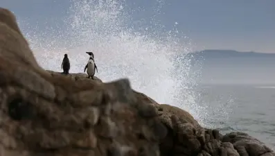 Penguen helikopter düşürdü: Kazanın raporu ortaya çıktı