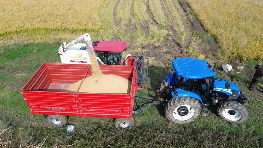 117 bin tonun üzerinde rekolte bekleniyor: Hasadı sürüyor 4