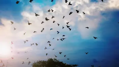 Milyonlarca göçmen kuşun hayatını kurtarmanın yolu çok basit: Belirli günlerde geceleri şehir ışıklarını azaltmak