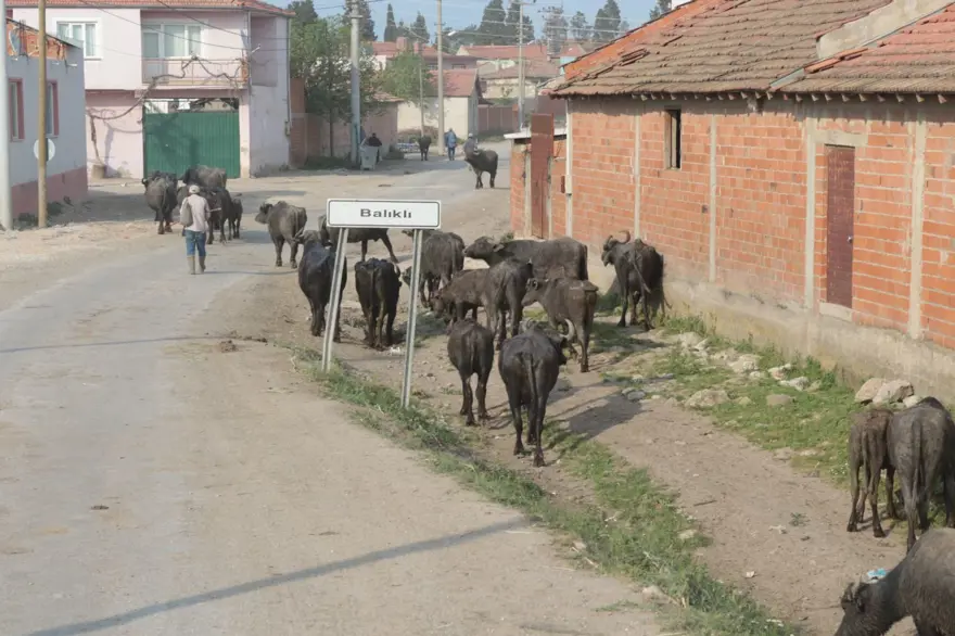 Afrika Serengeti Parkı değil Balıkesir Ovası 28