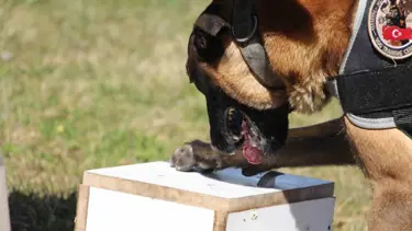 Bolu'daki uyuşturucu operasyonu: 13 şüpheli yakalandı