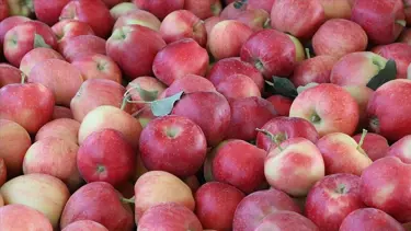 Elmada üretici-market farkı 8 katı aştı