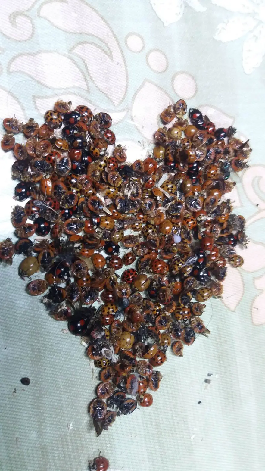 Rize'yi istila eden uğur böceklerinin sırrı ortaya çıktı 6