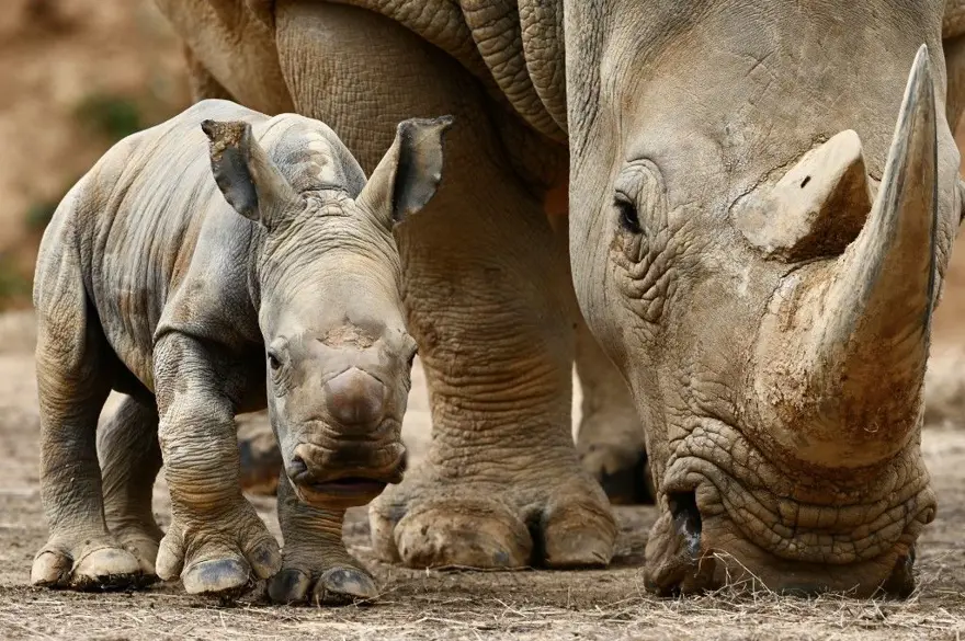 TEKNİK OLARAK NESLİ TÜKENDİ 2
