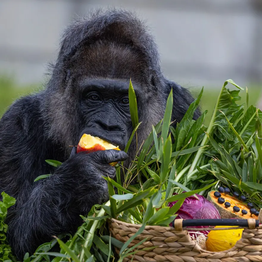 Dünyanın en yaşlı gorili: Fatou, 68'inci yaşını kutladı 3