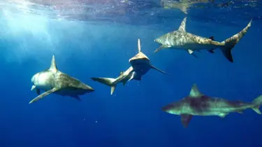 Köpek balıklarının peşindeler