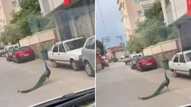 Trafikte tavus kuşu şaşkınlığı