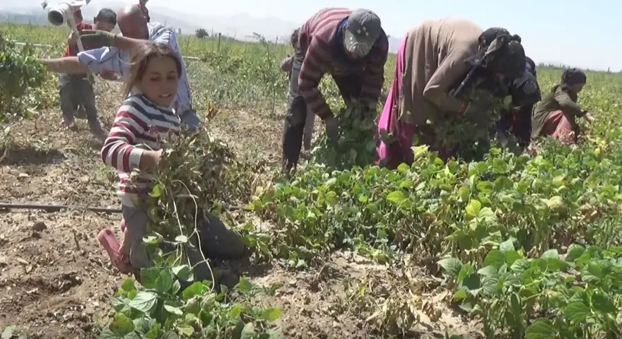 Sofraların altını olarak biliniyor: Rekolte beklentisi 52 bin ton 2 Sofraların altını olarak biliniyor: Rekolte beklentisi 52 bin ton 2