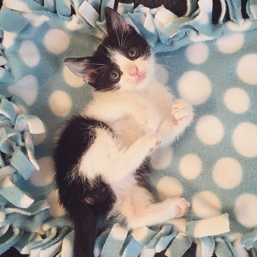 Hayatını kedileri kurtarmaya adadı 215