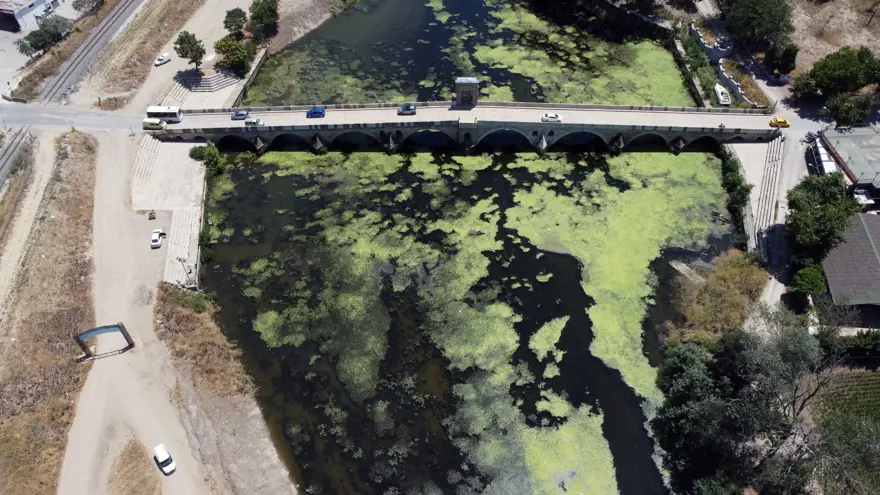 Debi düştü, Tunca Nehri yosunla kaplandı 12