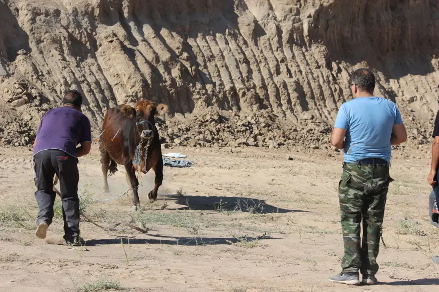 Kaçan dana ortalığı birbirine kattı: Gel kurban olduğum 3