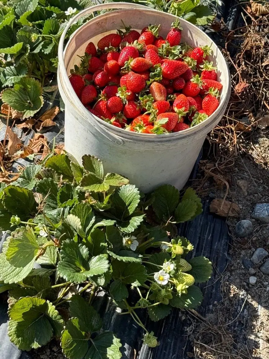 "Bu işe giren pişman olmaz": Üretimi yaygınlaştı 3