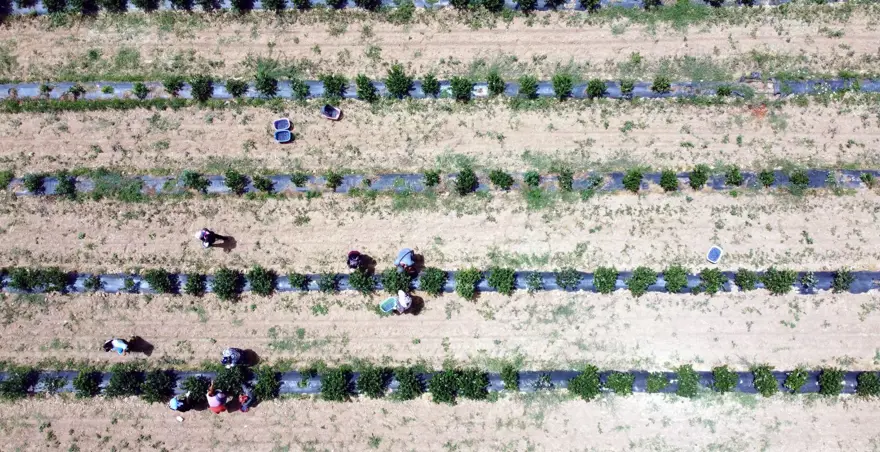 Kuzey Amerika'dan Türkiye'ye kadar yayıldı! Kilosu 230 liradan kapış kapış satılıyor, tıbbi değeri çok yüksek 9 Kuzey Amerika'dan Türkiye'ye kadar yayıldı! Kilosu 230 liradan kapış kapış satılıyor, tıbbi değeri çok yüksek 9