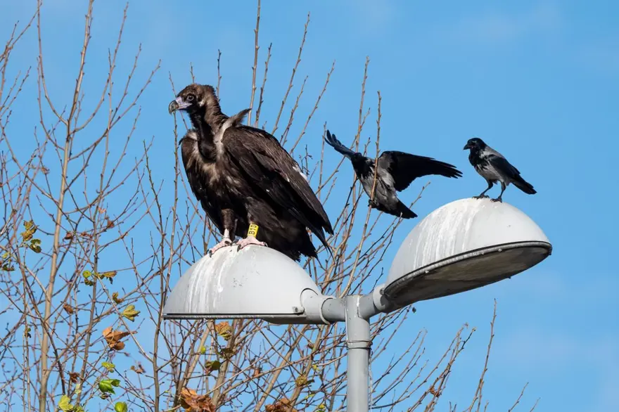 Yorgun düşen kara akbaba "B10" yakalanıp tedaviye alındı 1