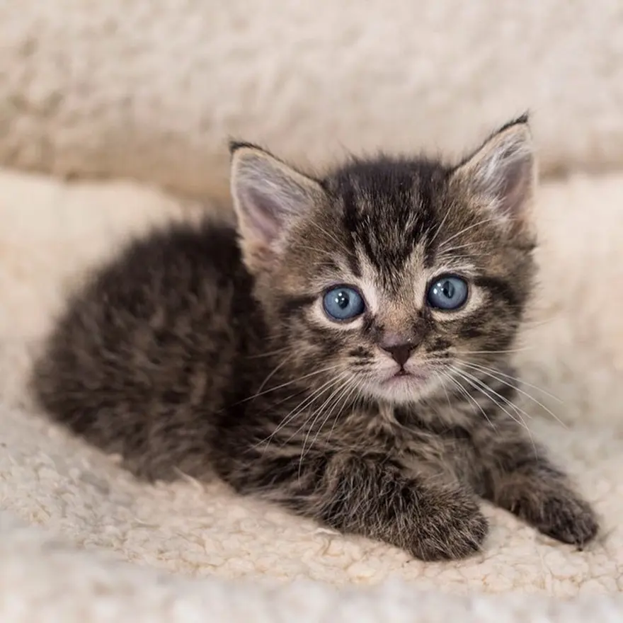 Hayatını kedileri kurtarmaya adadı 92