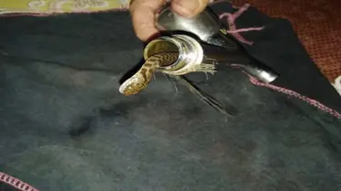 Musluktan yılan çıktı