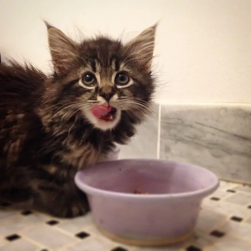 Hayatını kedileri kurtarmaya adadı 65