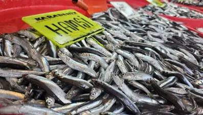 Hamsi, sardalya ve levrek var: Balık tezgahları boş kalmayacak