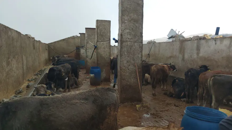 Hortum 4 ahırın çatısını uçurdu 3