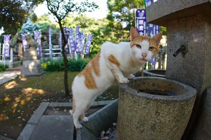 İnternetin yeni fenomenleri 133