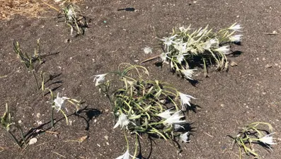 Koparmanın cezasını duyanlar yanından bile geçmiyor