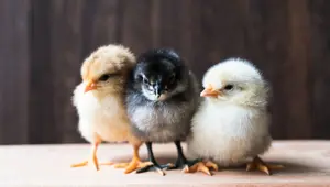 Rüyada civciv görmek ne anlama gelir? Rüyada evde civciv görmek ne anlama gelir? Rüyada civciv görmek rüya tabiri nedir? Rüyada civciv görmek ne anlama gelir? Rüyada evde civciv görmek ne anlama gelir? Rüyada civciv görmek rüya tabiri nedir?