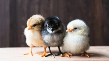Rüyada civciv görmek ne anlama gelir? Rüyada evde civciv görmek ne anlama gelir? Rüyada civciv görmek rüya tabiri nedir?