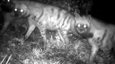 Çizgili sırtlan ailesi fotokapana yansıdı