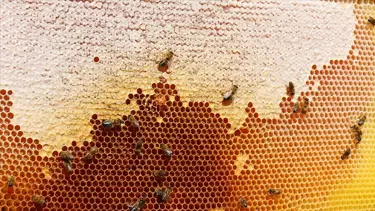 Türk balı 11,5 milyon dolar kazandırdı