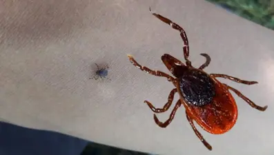 Bir kene vakası daha: Yaşlı adam hayatını kaybetti