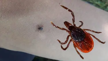 Kene bir can daha aldı: Bolu'da yaşlı kadın hayatını kaybetti
