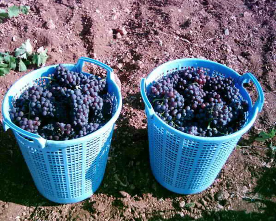 Denizli'nin ''Çal Karası'' pekmezi 21