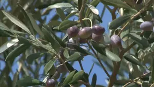 Zeytinin daldan sofraya yolculuğu